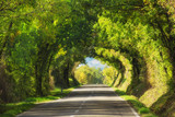 Fototapeta Fototapety z widokami - Tunnel from the oak trees over a road in the Italy, natural seasonal european spring background