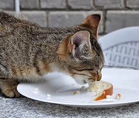 hungry cat eating white bread and butter on the table