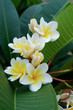 white frangipani tropical flower, plumeria flower fresh blooming