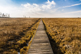 Fototapeta  - Bagna Biebrzańskie