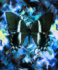 Wall Mural - Butterfly and color abstract background with spots. computer collage, blue, black and white color