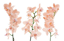 Set Of Three Pink Orchid Isolated Branches