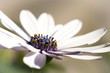 Close-up of a daisy blue center