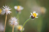 Fototapeta Kwiaty - Macro view of wildflower.