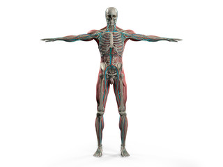 human anatomy showing back full body, head, shoulders and torso, bone structure, muscular system and