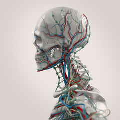 Wall Mural - Human anatomy porcelain skeleton side view with veins on plain light background.