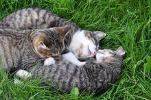 Funny Tabby Cats Are Sleeping On The Grass