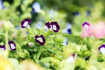 Wall Mural - Beautiful flowers in the garden.
