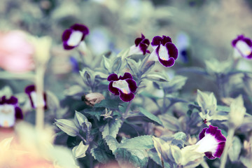 Wall Mural - Vintage style Flowers.Beautiful flowers in the garden.