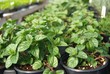 Mint plants in a greenhouse