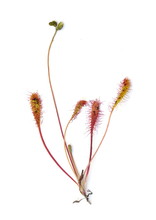 Great Sundew Drosera Anglica On White Background