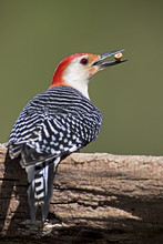 Male Red Bellied Woodpecker, (Melanerpes Carolinus)