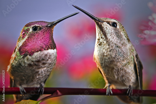 dwa-kolibry-stoja-obok-siebie-na-galazce-z-kwiatami-w-tle