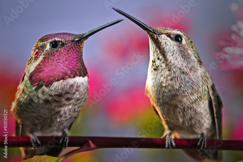 Naklejka ścienna Two hummingbirds stand next to each other on a twig with flowers in background.