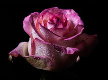 Pink Rose On The Black Background