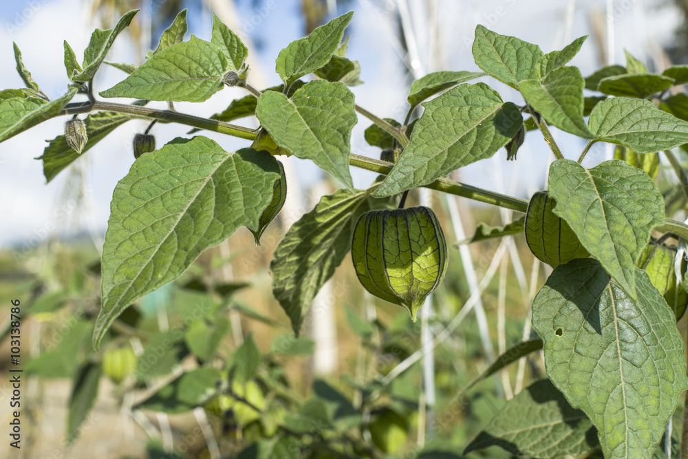 Uchuva Tree Foto de Stock Cultivo de uchuva | Adobe Stock