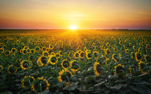 Sunflower Fields In Warm Evening Light.