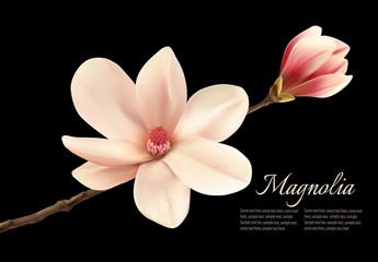 Poster - Beautiful white magnolia flower isolated on a black background.