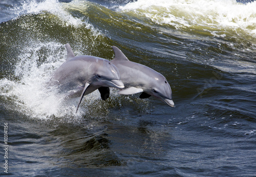 Fotografía Dos delfín mular (Tursiops truncatus)