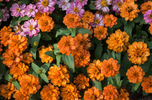 Colorful Of Zinnia Flower