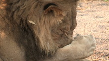Tight Shot Of Male Lion Licking Paws