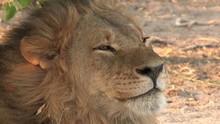 Tight Shot Of Male Lion Yawning