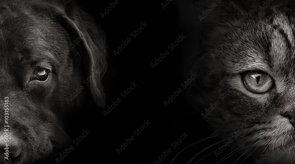 dark muzzle labrador dog and cat Scottish - obrazy, fototapety, plakaty 
