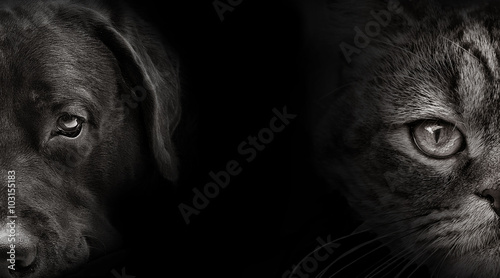 Obraz pies  ciemny-pysk-labrador-pies-i-kot-szkocki
