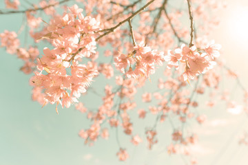 Wall Mural - nature background of beautiful cherry pink flower in spring - vintage pastel color filter