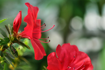 Wall Mural - Beautiful red flower petals closeup