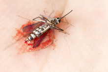 Dead Mosquito With Blood Crushed In A Hand