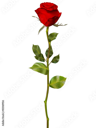 Photo Red Rose isolated on white. EPS 10