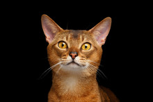 Closeup Portrait Of Beautiful Abyssinian Cat Isolated On Black