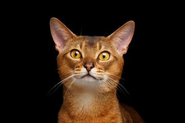 Wall Mural - Closeup Portrait of beautiful Abyssinian cat Isolated on black