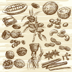 hand drawn nuts collection