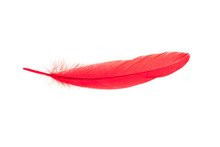 Red Feather Isolated