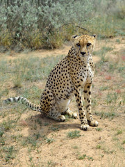 Wall Mural - africa. namibia. cheetah