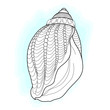 Zentangle Seashell vector illustration