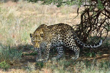 Wall Mural - africa. namibia. leopard