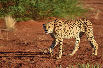 Wall Mural - africa. namibia. cheetah