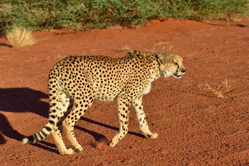 Wall Mural - africa. namibia. cheetah