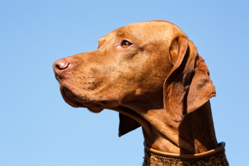 Sticker - Vizsla dog outdoors in nature