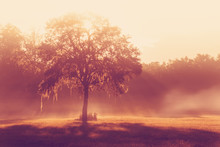Silhouette Of A Lone Tree In A Field Early At Sunrise Or Sunset With Sun Beams Mist And Fog With A Retro Vintage Filter To Feel Inspirational Rural Peaceful Meditative