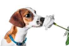 Puppy Jack Russell Terrier And A Rose