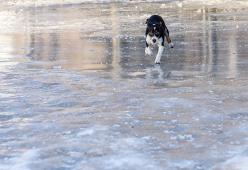 Puppy doing awkward figure skating on ice