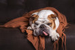 © Lindsay_Helms - English Bulldog dog canine pet on brown leather couch under blanket looking sad bored lonely sick tired exhausted