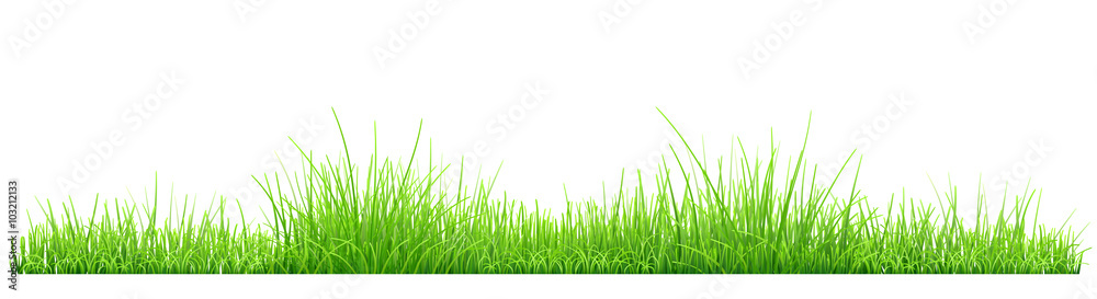 Green grass - obrazy, fototapety, plakaty 