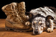 Border collie Australian shepherd dog canine pet lying on tan veteran military combat work construction boots looking sad in mourning depressed abandoned alone bereaved worried heartbroken