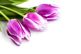 Fototapeta Tulipany - Three purple tulips isolated on white background