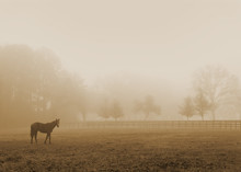 Lonely Solitary Horse Equine In An Open Grassy Field Meadow Pasture In The Fog Looking Empty Dismal Depressing Desolate Bleak Stark Grim Dramatic Moody Drab Dim Dull